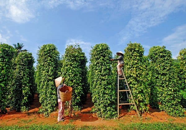 vườn tiêu Phú Quốc