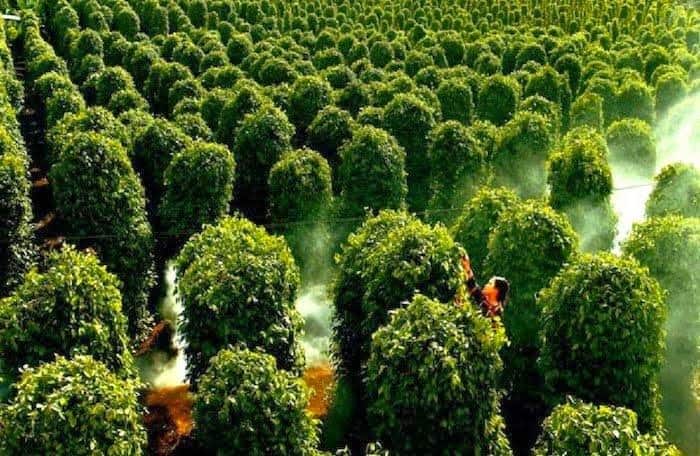 vườn tiêu Phú Quốc